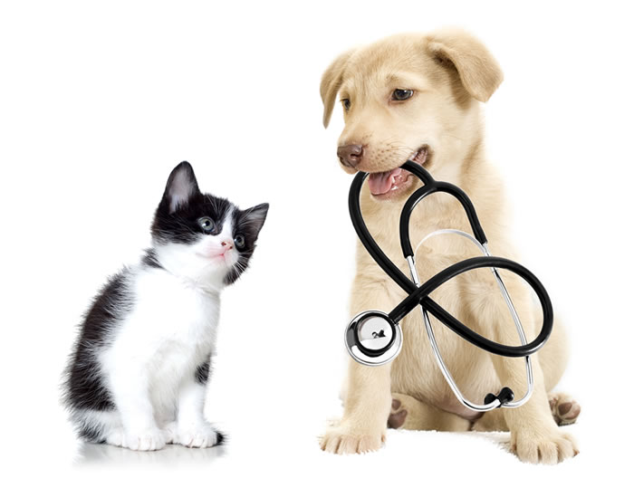 pet animal doctor